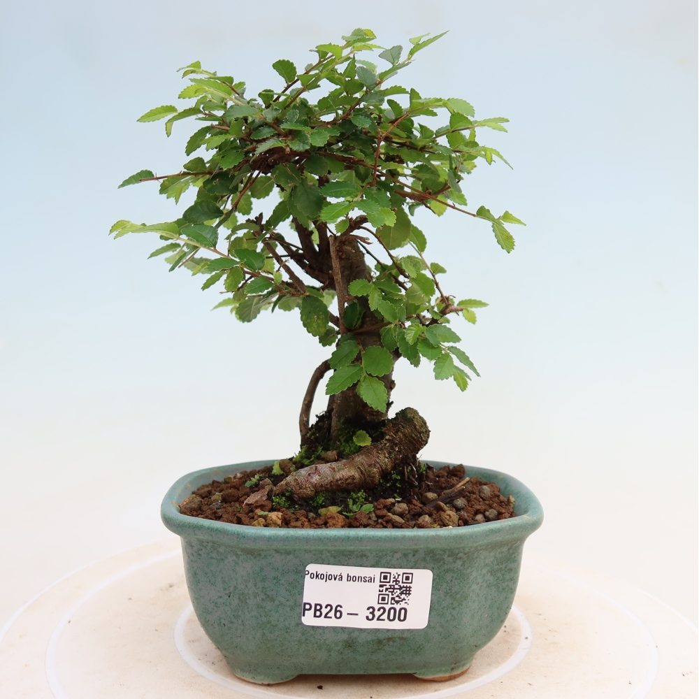 Bonsaï de chambre - Ulmus parvifolia - Orme à petites feuilles