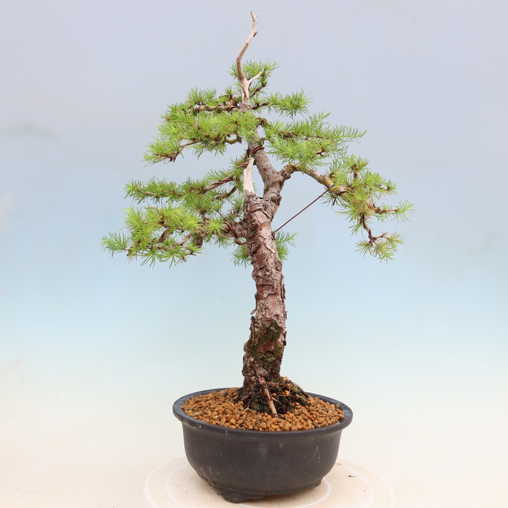 Bonsaï d'extérieur -Larix decidua - Mélèze