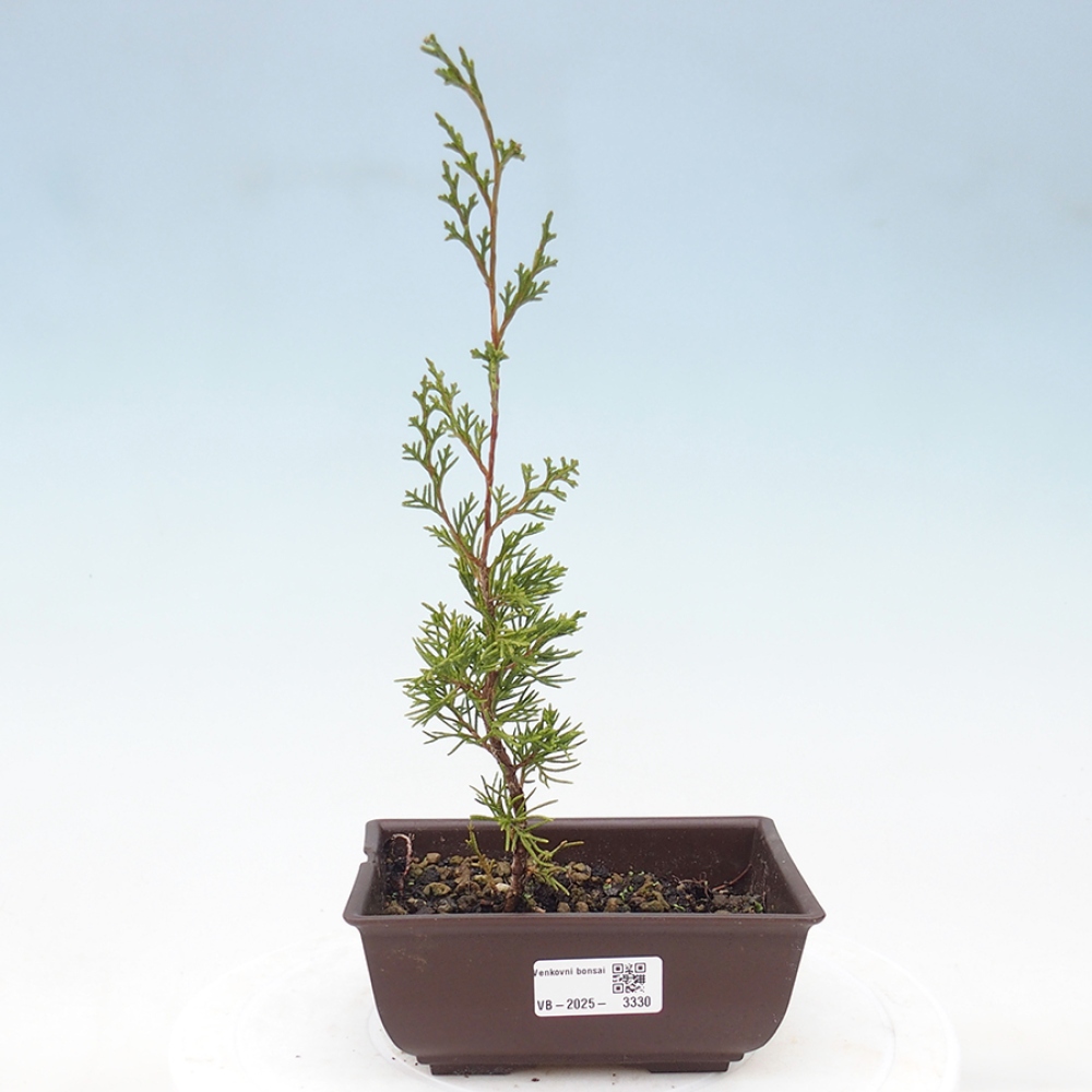 Bonsaï d'extérieur - Juniperus chinensis Itoigawa
