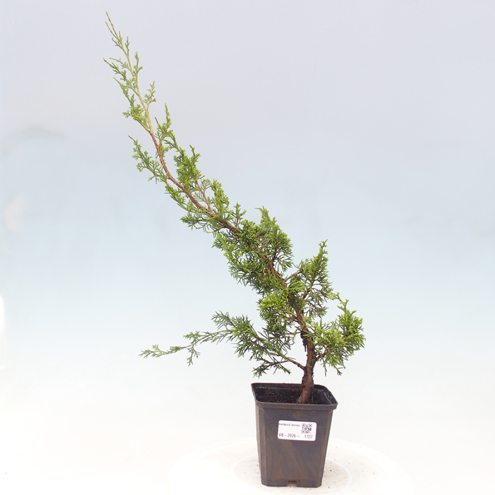 Bonsaï d'extérieur - Juniperus chinensis Itoigawa