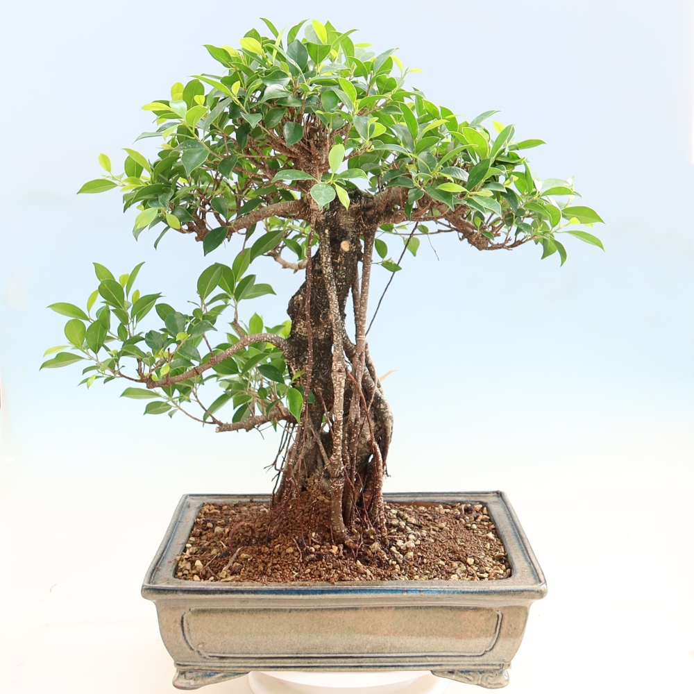 Salle bonsaï - Ficus kimmen - ficus à petites feuilles