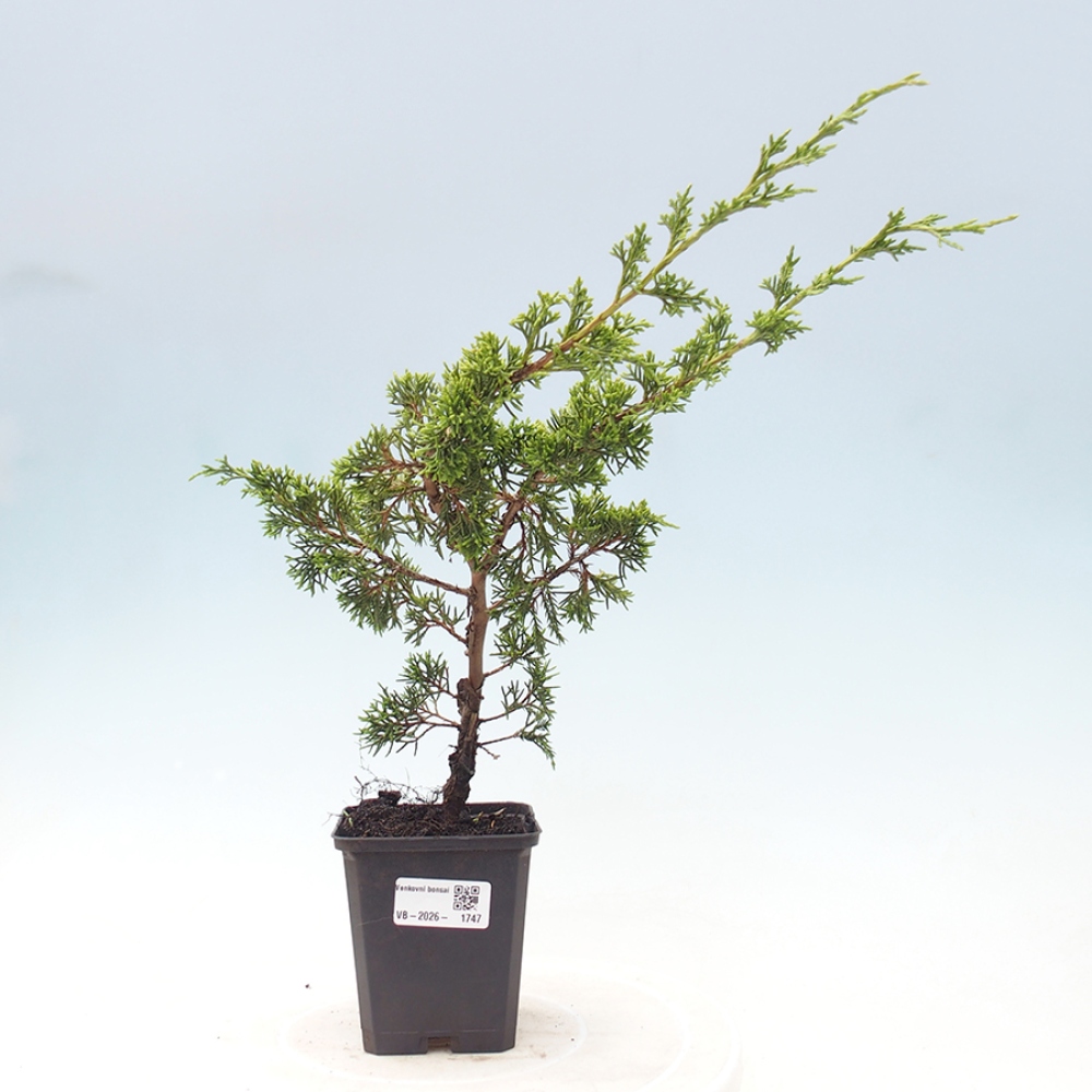 Bonsaï d'extérieur - Juniperus chinensis Itoigawa