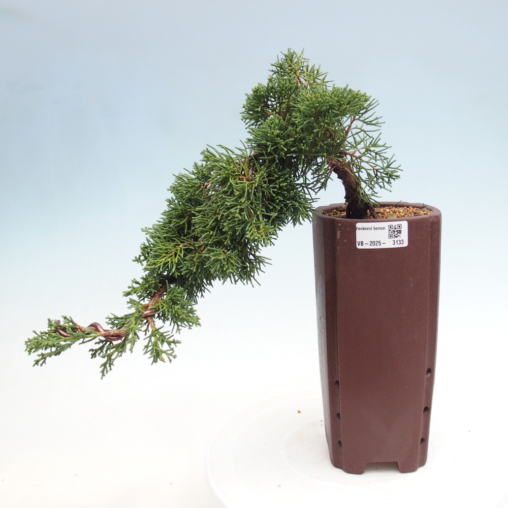 Bonsaï d'extérieur - Juniperus chinensis Kishu