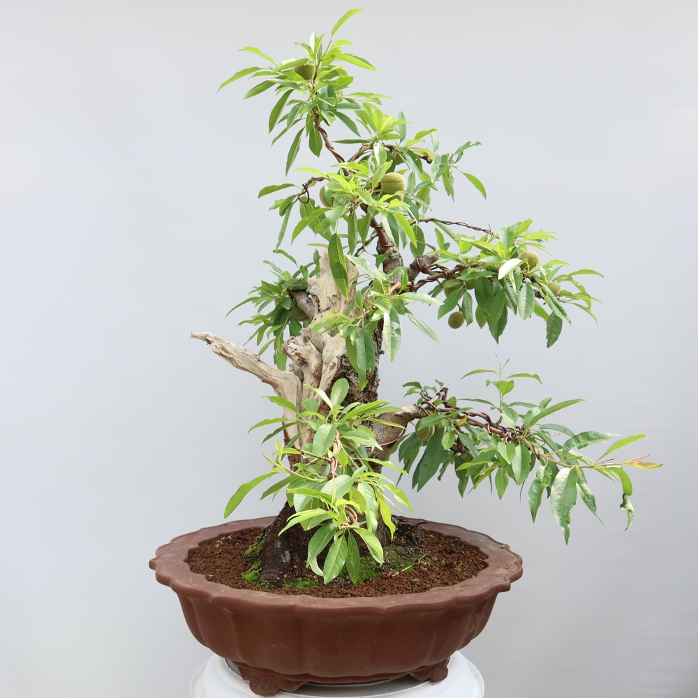 Bonsaï d'extérieur - Prunus dulcis – Amandier commun