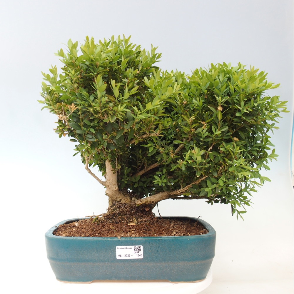 Bonsaï d'extérieur - Buxus sempervirens - buis