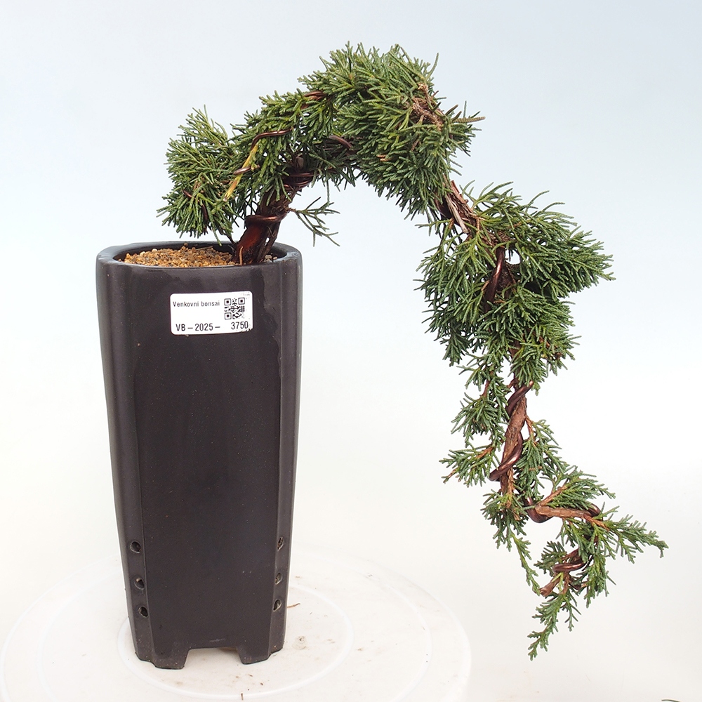 Bonsaï d'extérieur - Juniperus chinensis Kishu
