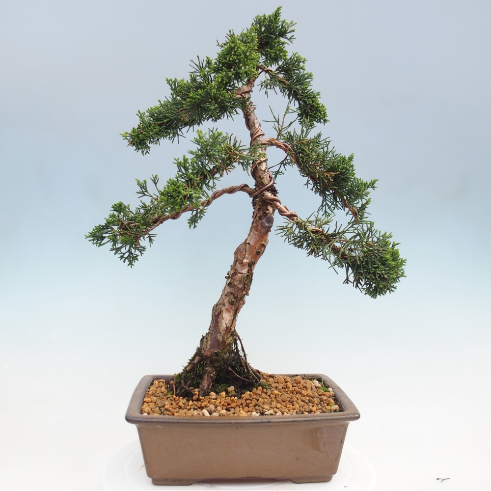 Bonsaï d'extérieur - Juniperus chinensis Kishu