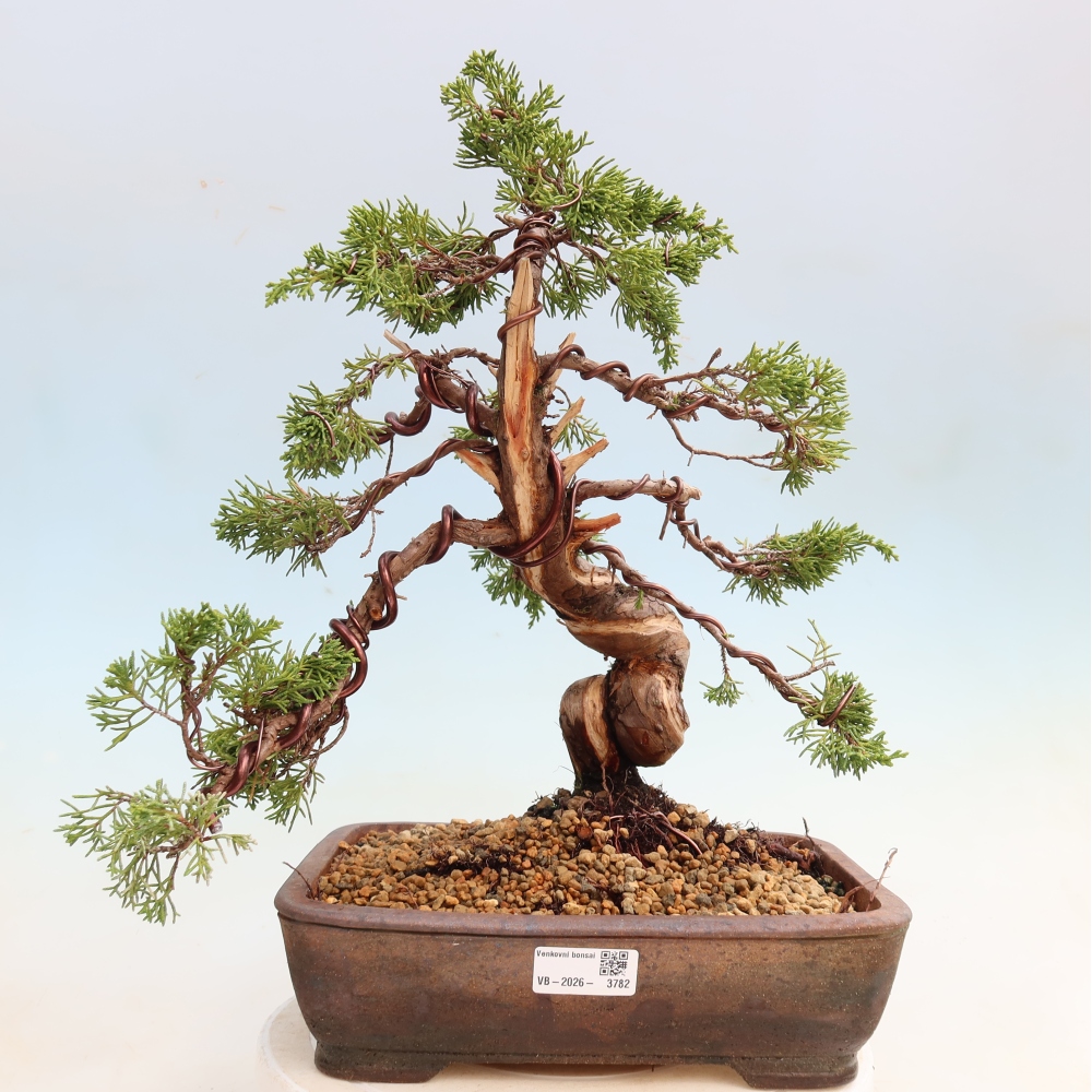Bonsaï d'extérieur - Juniperus chinensis Itoigawa-Juniperus chinensis