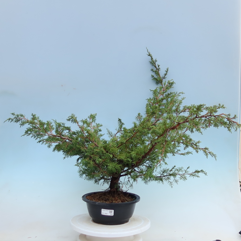 Bonsaï d'extérieur - Juniperus chinensis Itoigawa - Genévrier de Chine