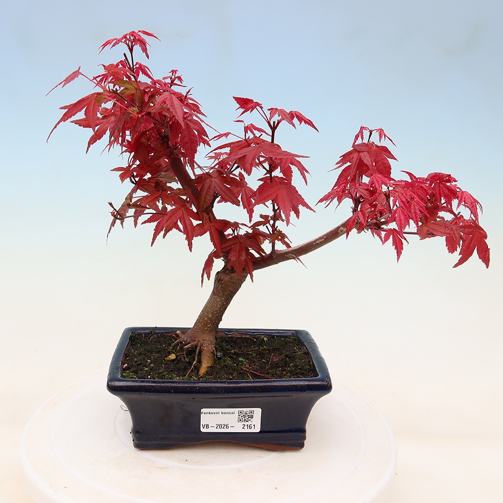 Bonsaï d'extérieur - Acer palmatum DESHOJO