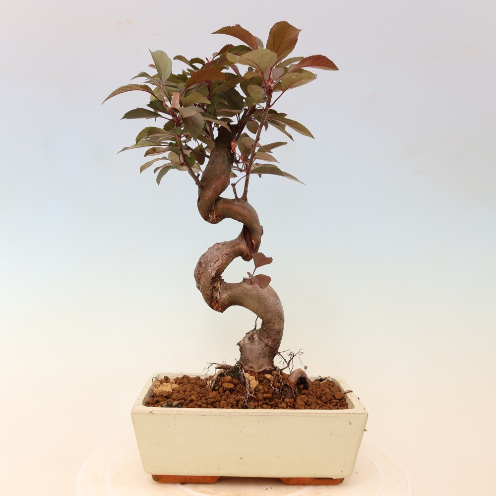 Bonsaï d'extérieur -Malus domestica - Pommier à petits fruits et à feuilles rouges