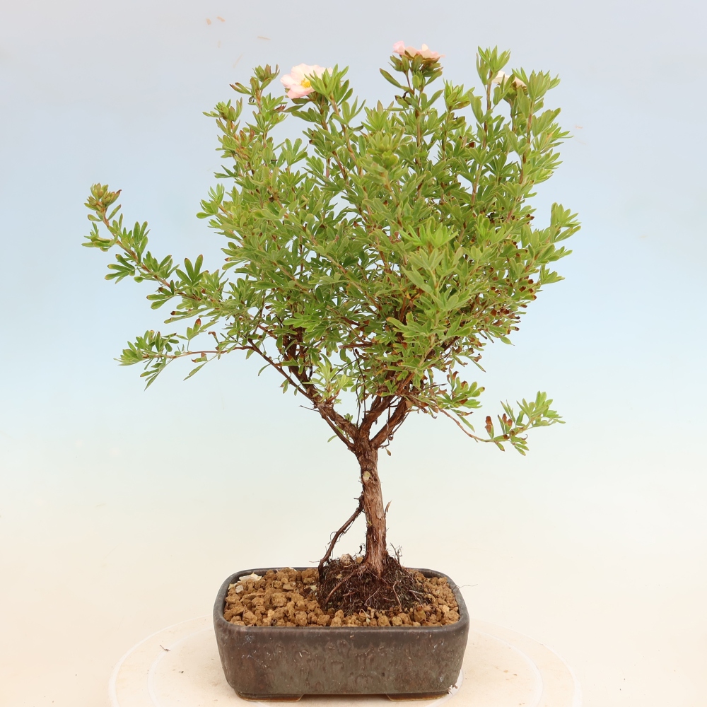 Bonsaï d'extérieur - Potentille arbustive - Potentilla fruticosa Bellissima