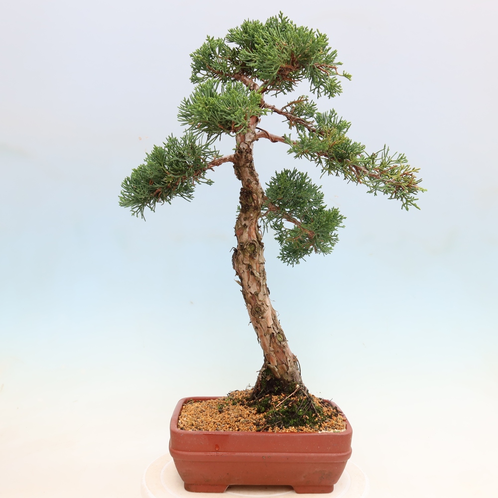 Bonsaï d'extérieur - Juniperus chinensis Kishu