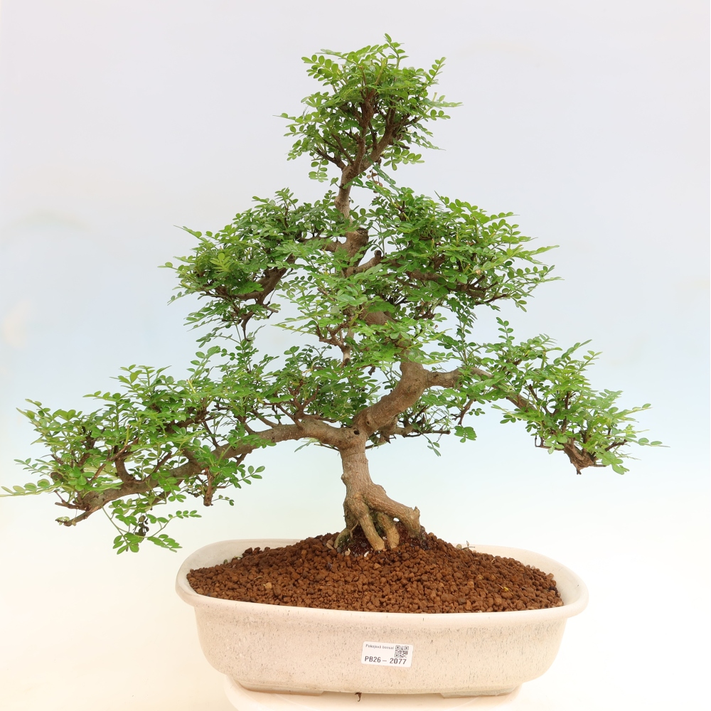Salle bonsaï - Zantoxylum piperitum - arbre à poivre