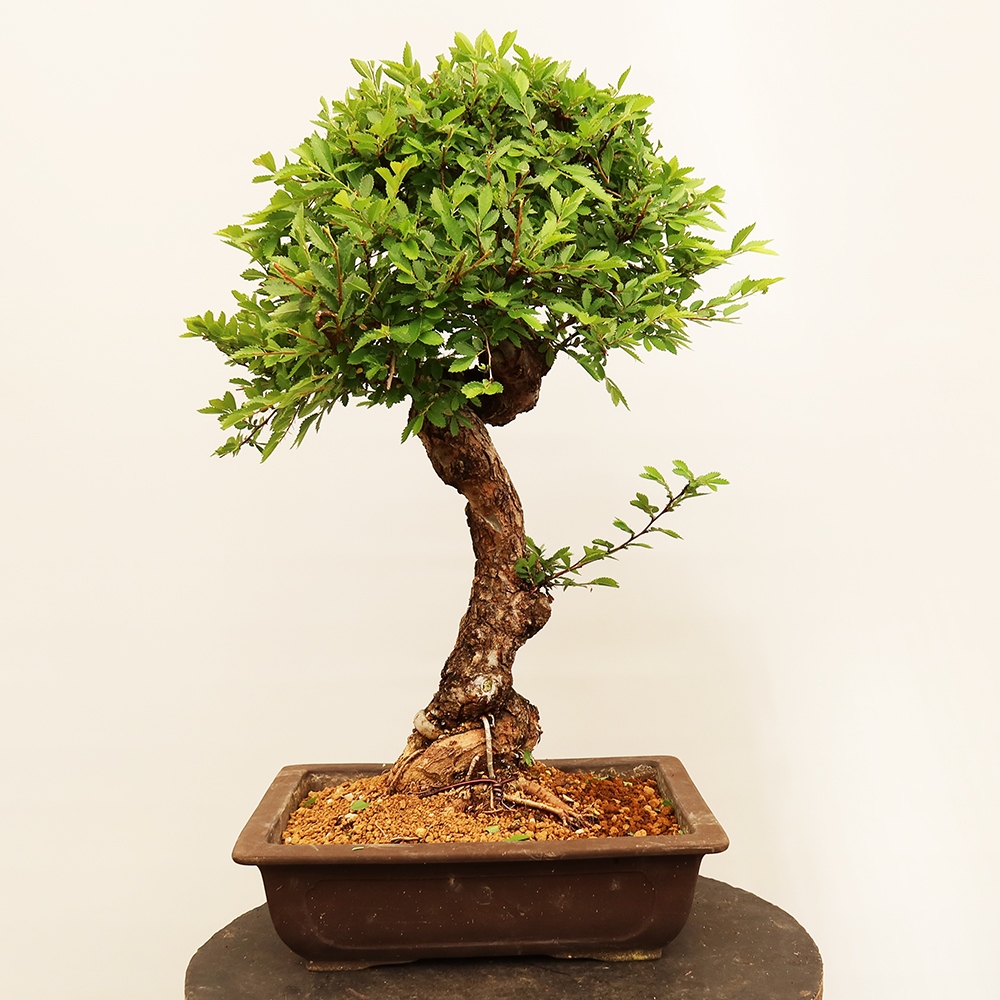 Bonsaï d'extérieur - Zelkova - Zelkova NIRE