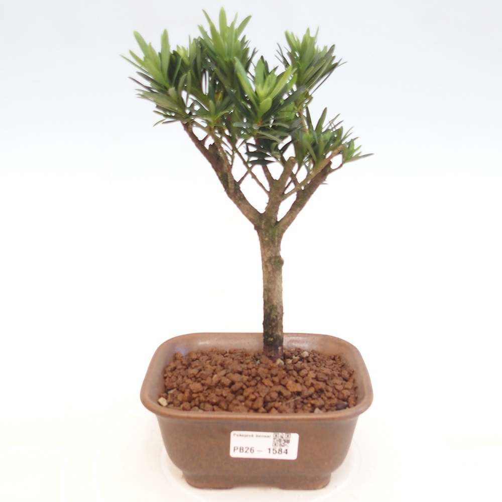 Salle bonsaï - Podocarpus - If en pierre