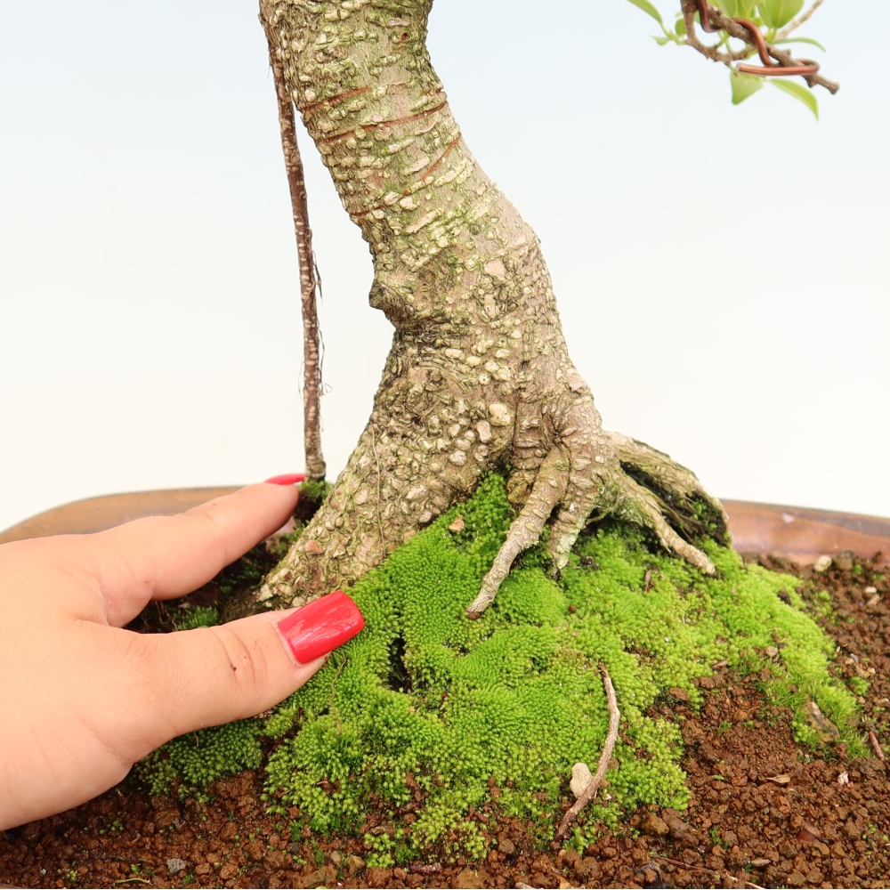 Salle bonsaï - Ficus kimmen - ficus à petites feuilles