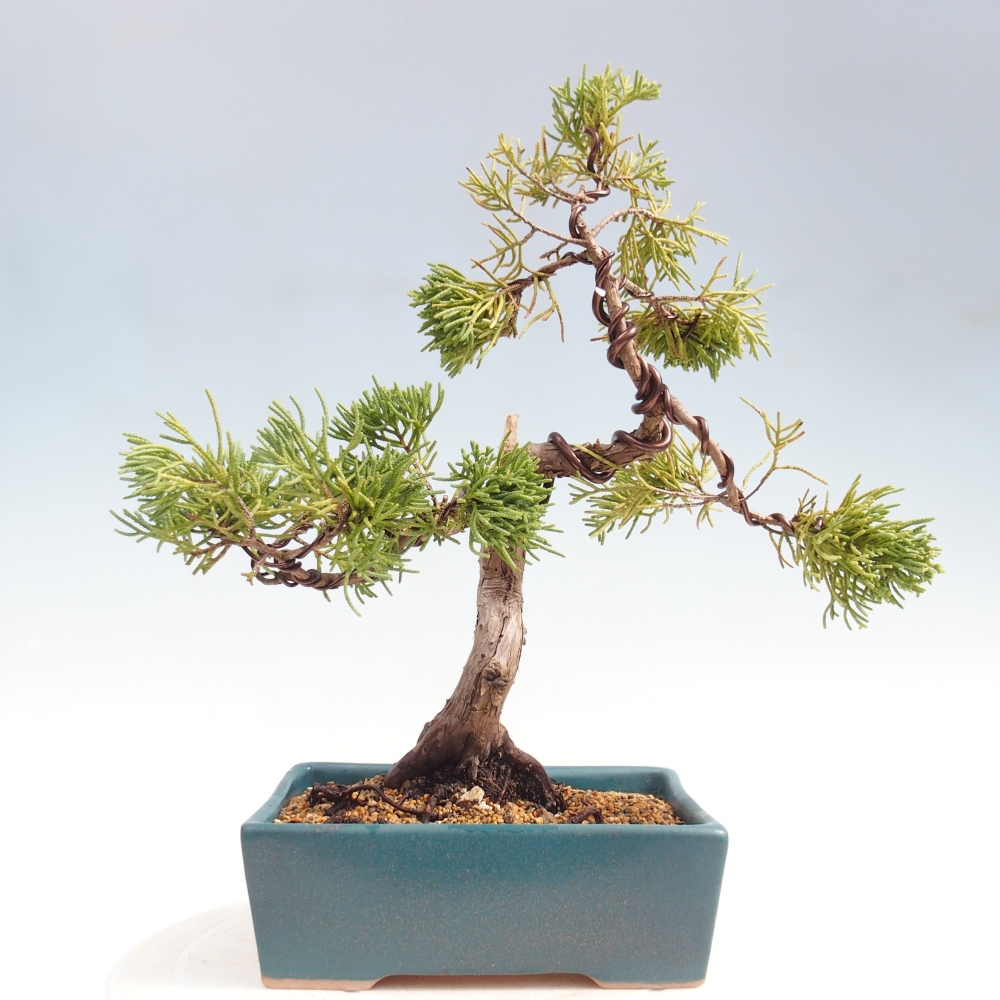 Bonsaï d'extérieur - Juniperus chinensis Kishu