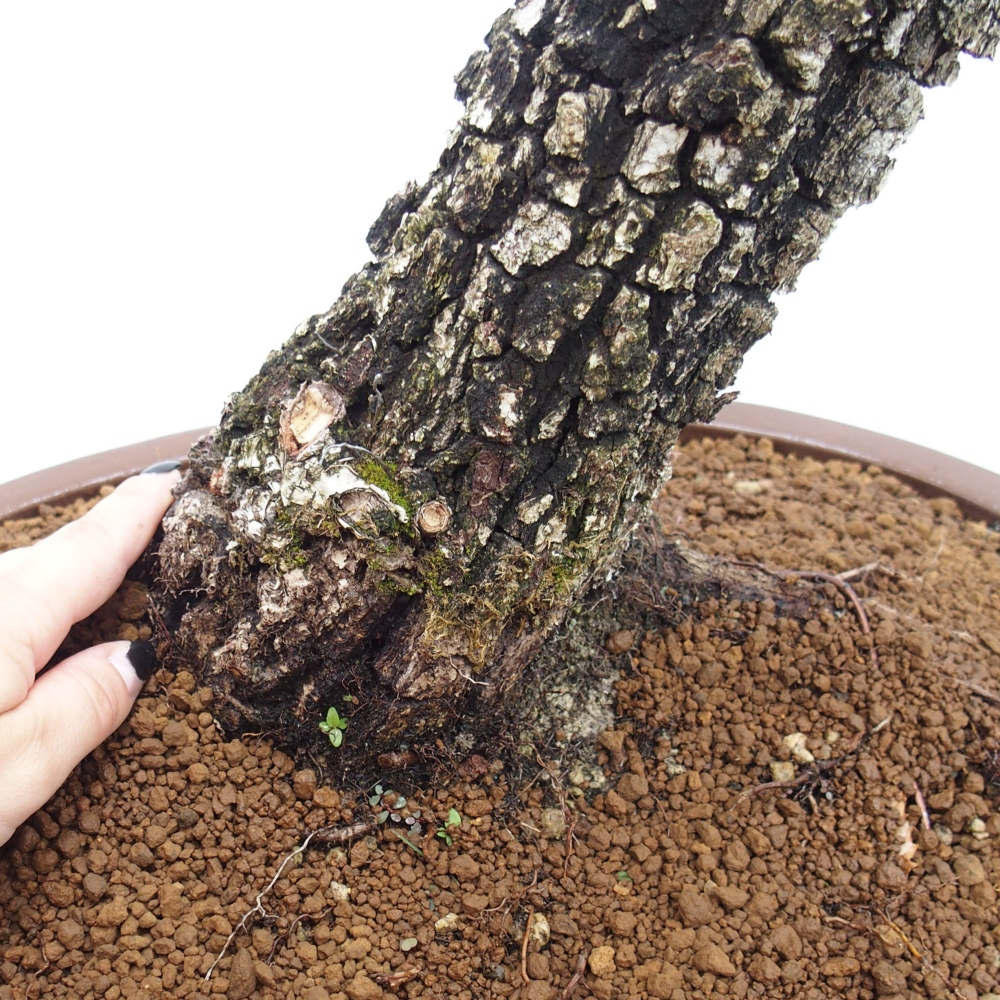 Yamadori - Quercus Ilex - Chêne vert