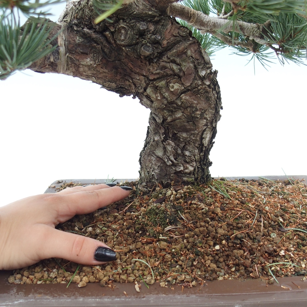 Bonsaï d'extérieur - Pinus parviflora - Pinus parviflora