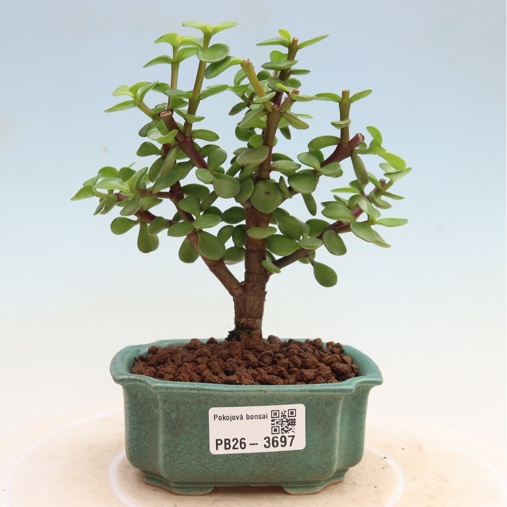 Bonsaï de chambre - Portulakaria Afra - Tlustice
