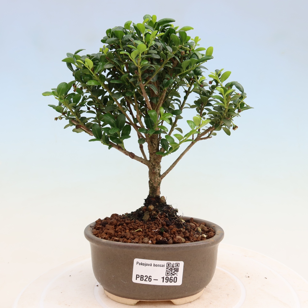 Bonsaï de chambre - Ilex crenata - Houx