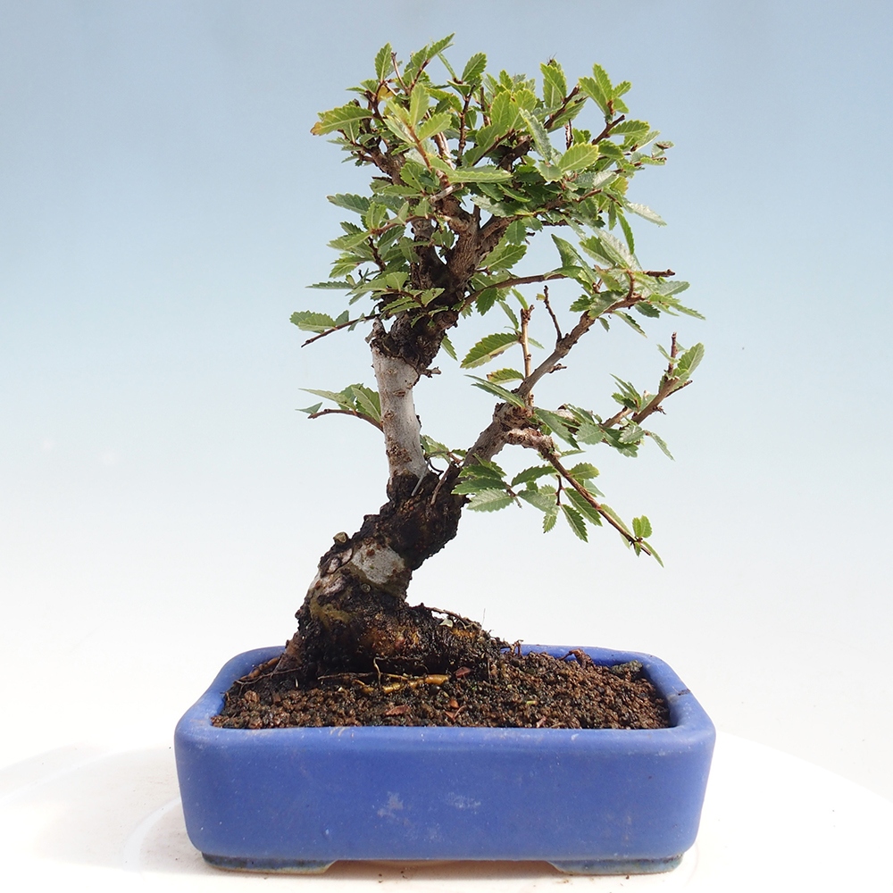 Bonsaï d'extérieur - Zelkova - Zelkova NIRE