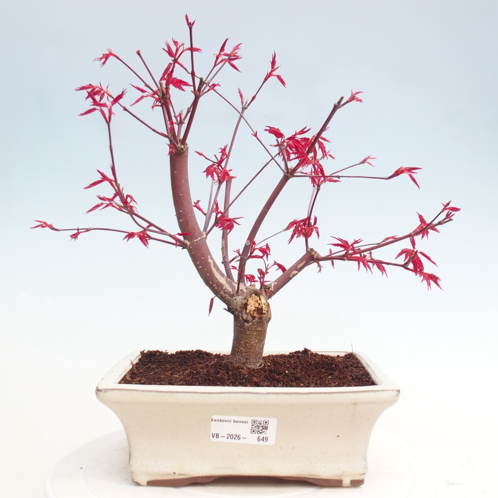 Bonsaï d'extérieur - Acer palmatum DESHOJO