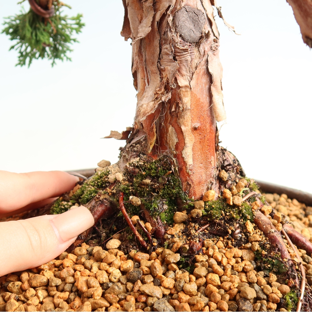 Bonsaï d'extérieur - Juniperus chinensis Kishu