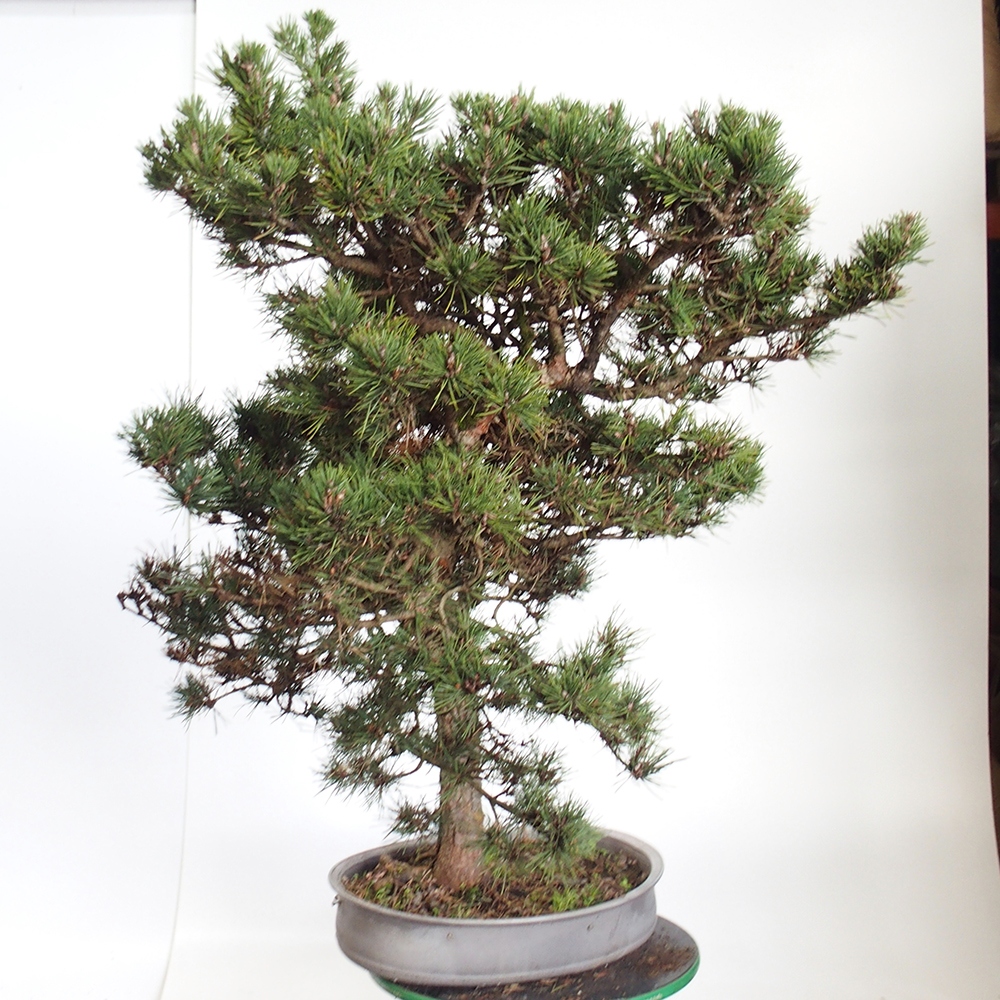 Yamadori - Pinus sylvestris Espagne