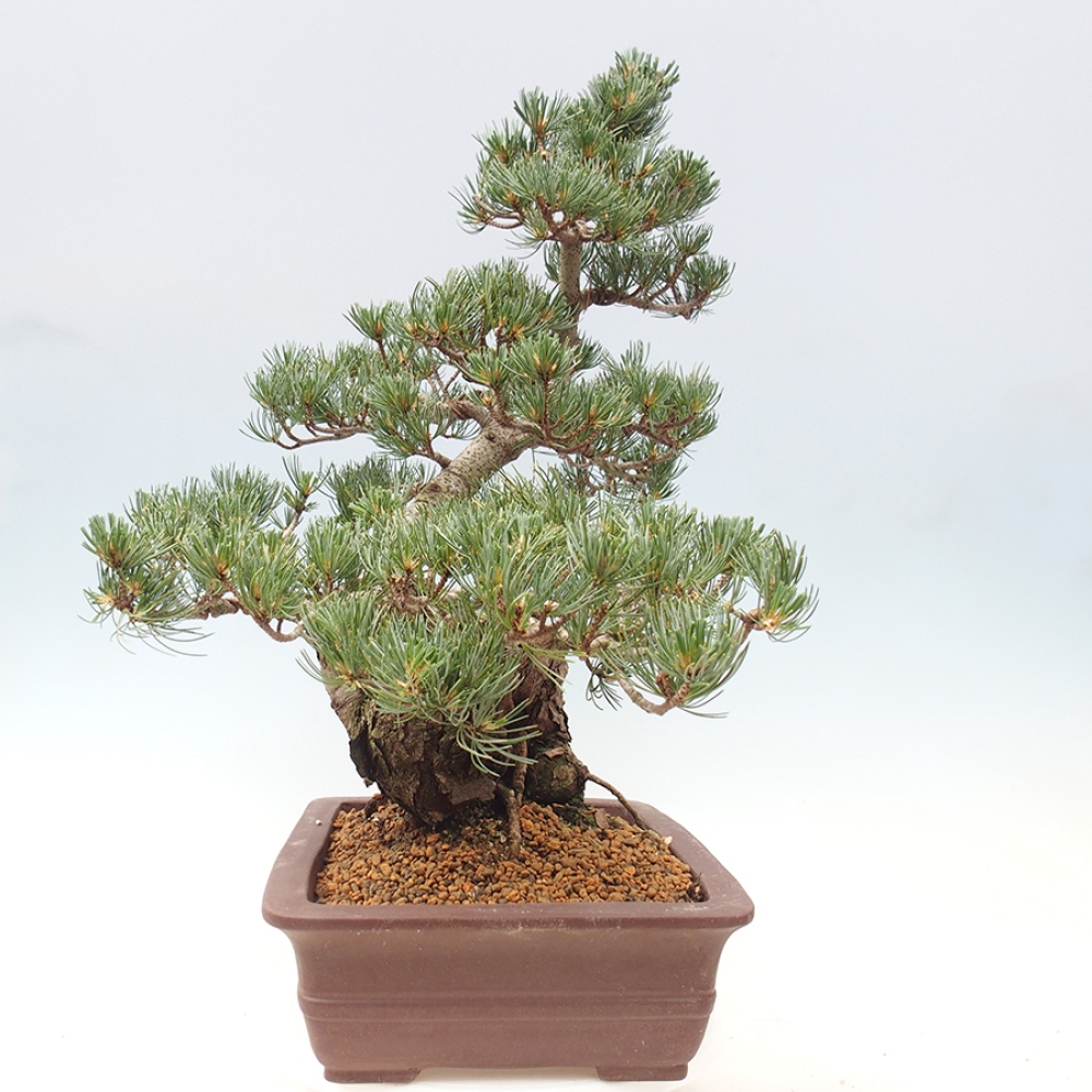 Bonsaï d'extérieur - Pinus parviflora - Pinus parviflora