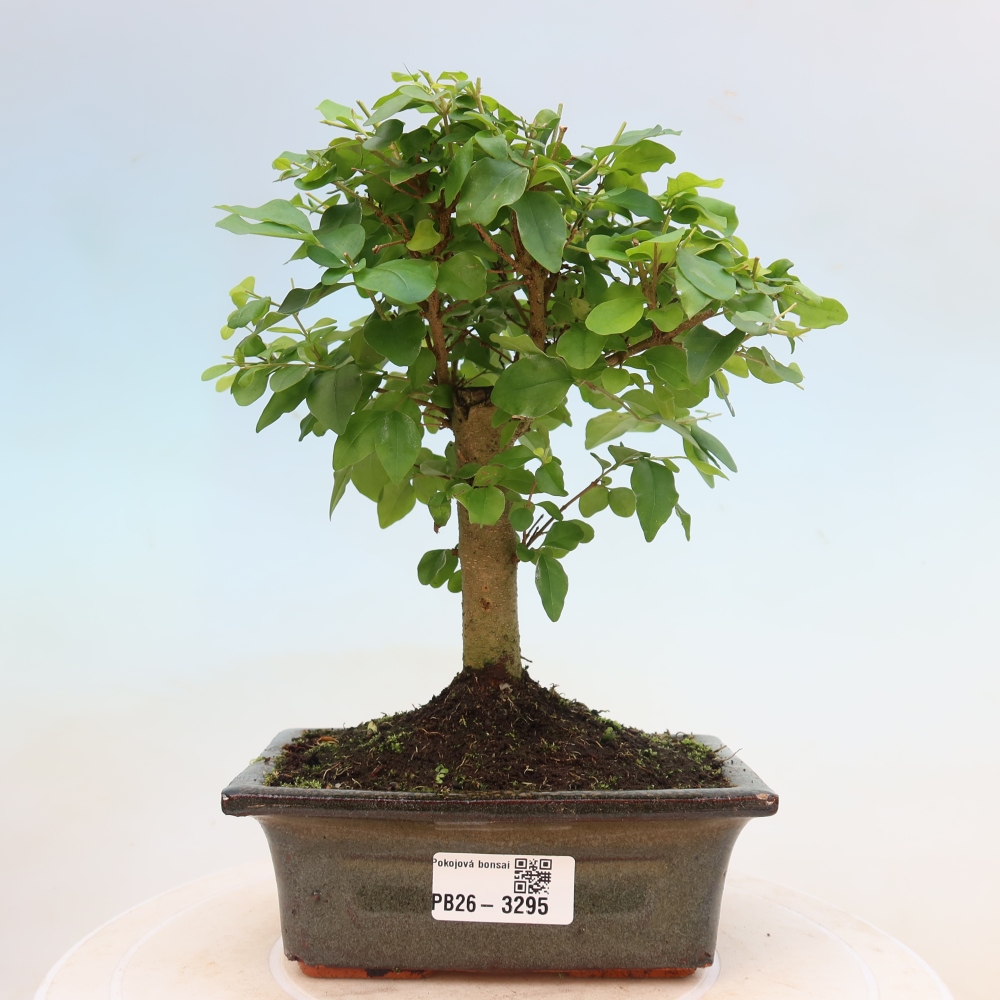 Bonsaï de chambre -Ligustrum chinensis - Bec d'oiseau
