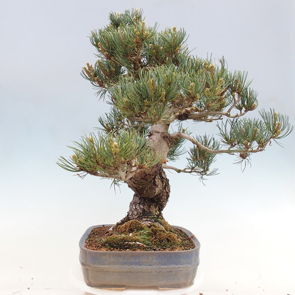Bonsaï d'extérieur - Pinus parviflora - Pinus parviflora