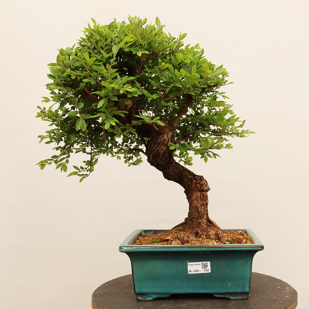 Bonsaï d'extérieur - Zelkova - Zelkova NIRE