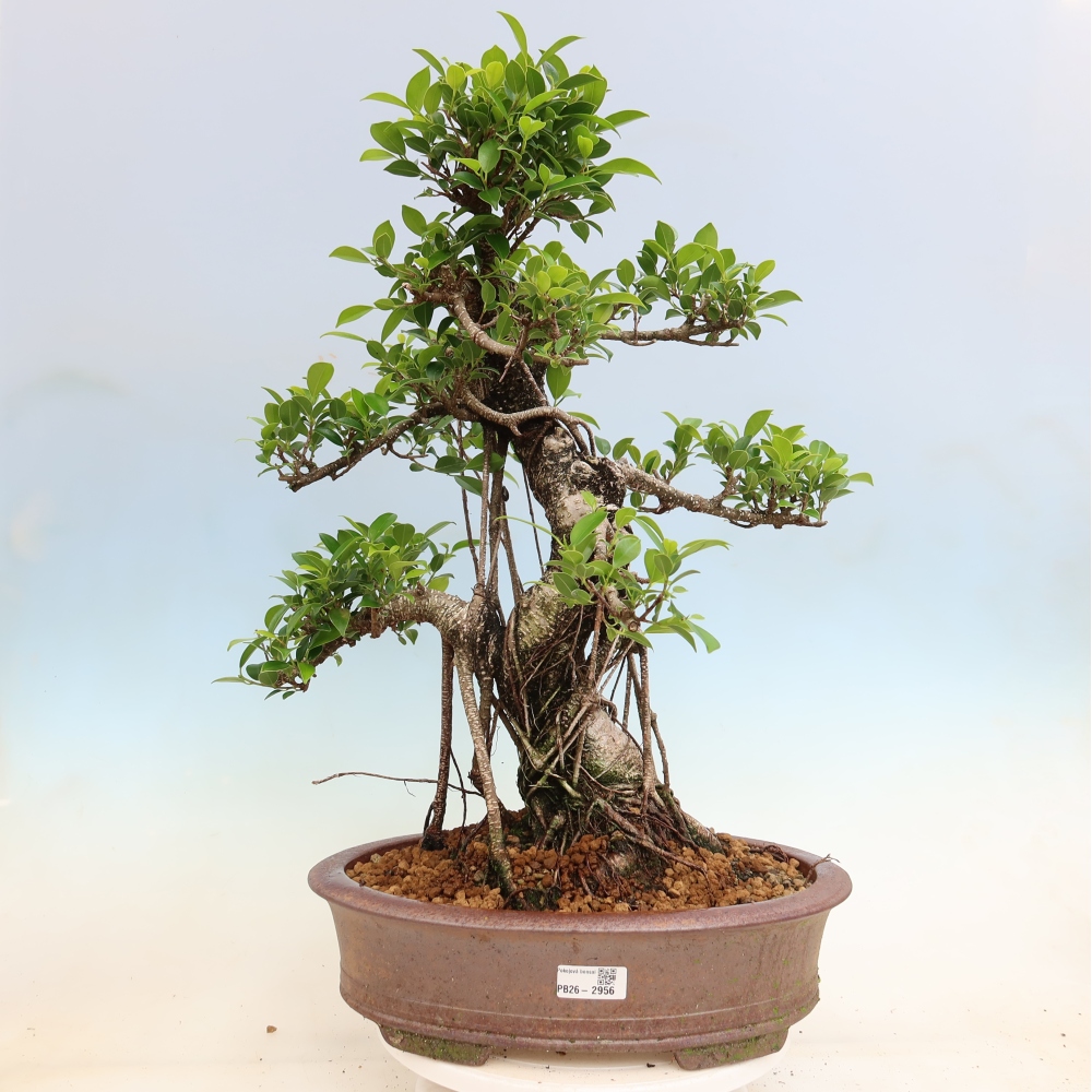 Salle bonsaï - Ficus kimmen - ficus à petites feuilles