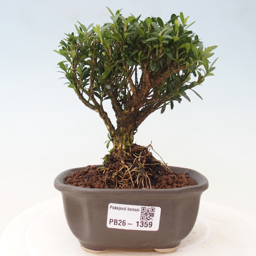 Bonsaï de chambre - Buxus harlandii - buxus liège