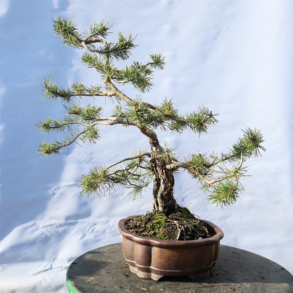 Pinus sylvestris Espagne - pin sylvestre