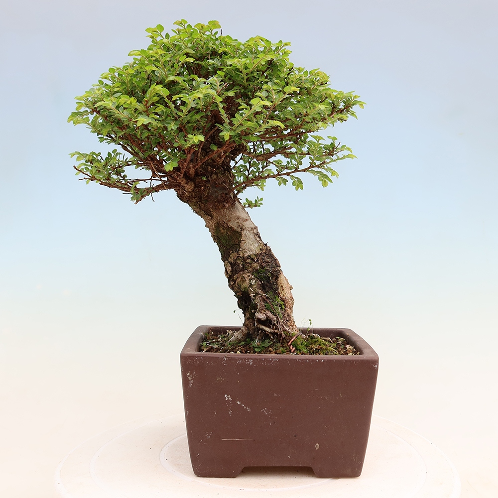 Bonsaï d'extérieur - Ulmus parvifolia Sagei - Orme à petites feuilles