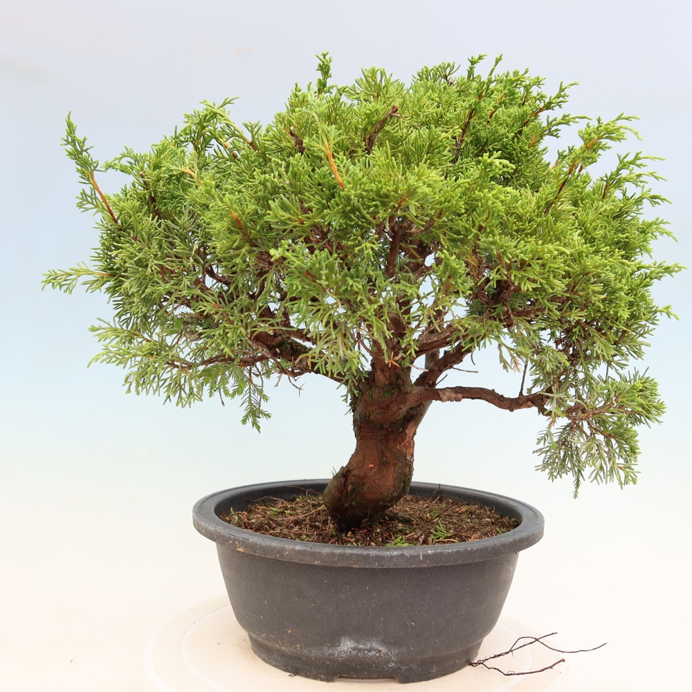 Bonsaï d'extérieur - Juniperus chinensis Itoigawa-Juniperus chinensis