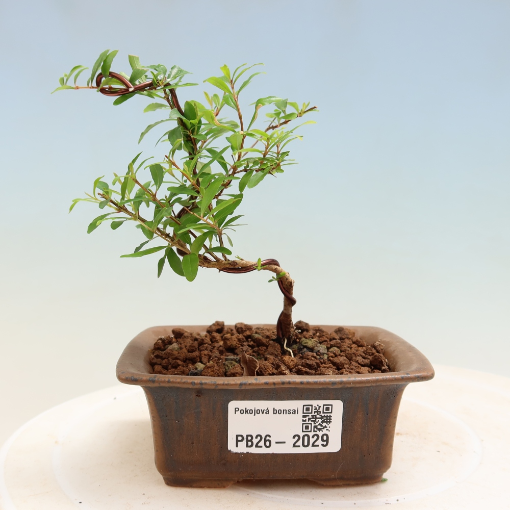 Bonsaï de chambre-PUNICA granatum nana-Pomme grenat