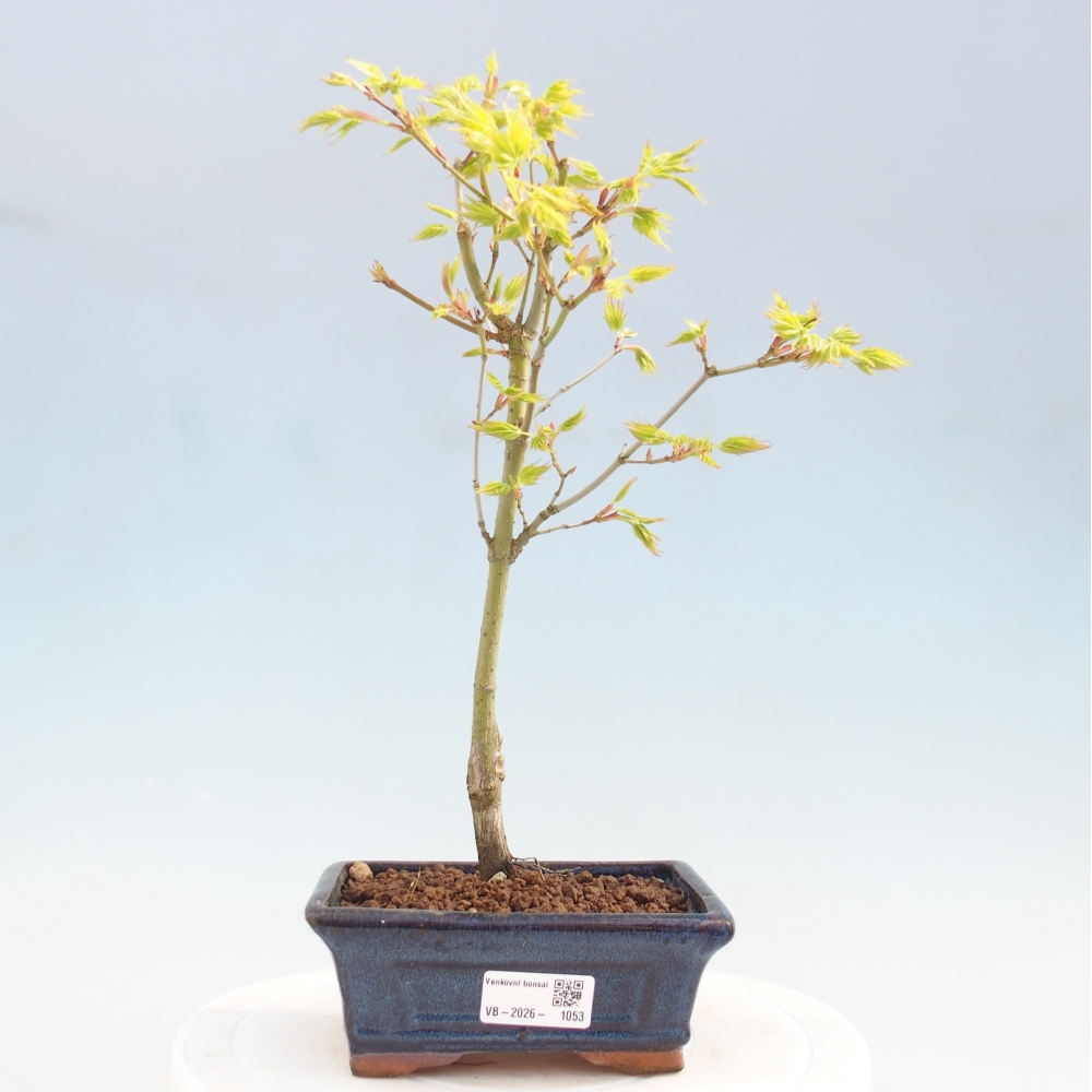 Acer palmatum Aureum - Érable doré