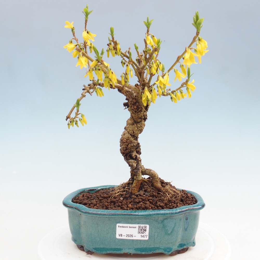 Bonsaï d'extérieur - Zlatice - Forsythia koreana