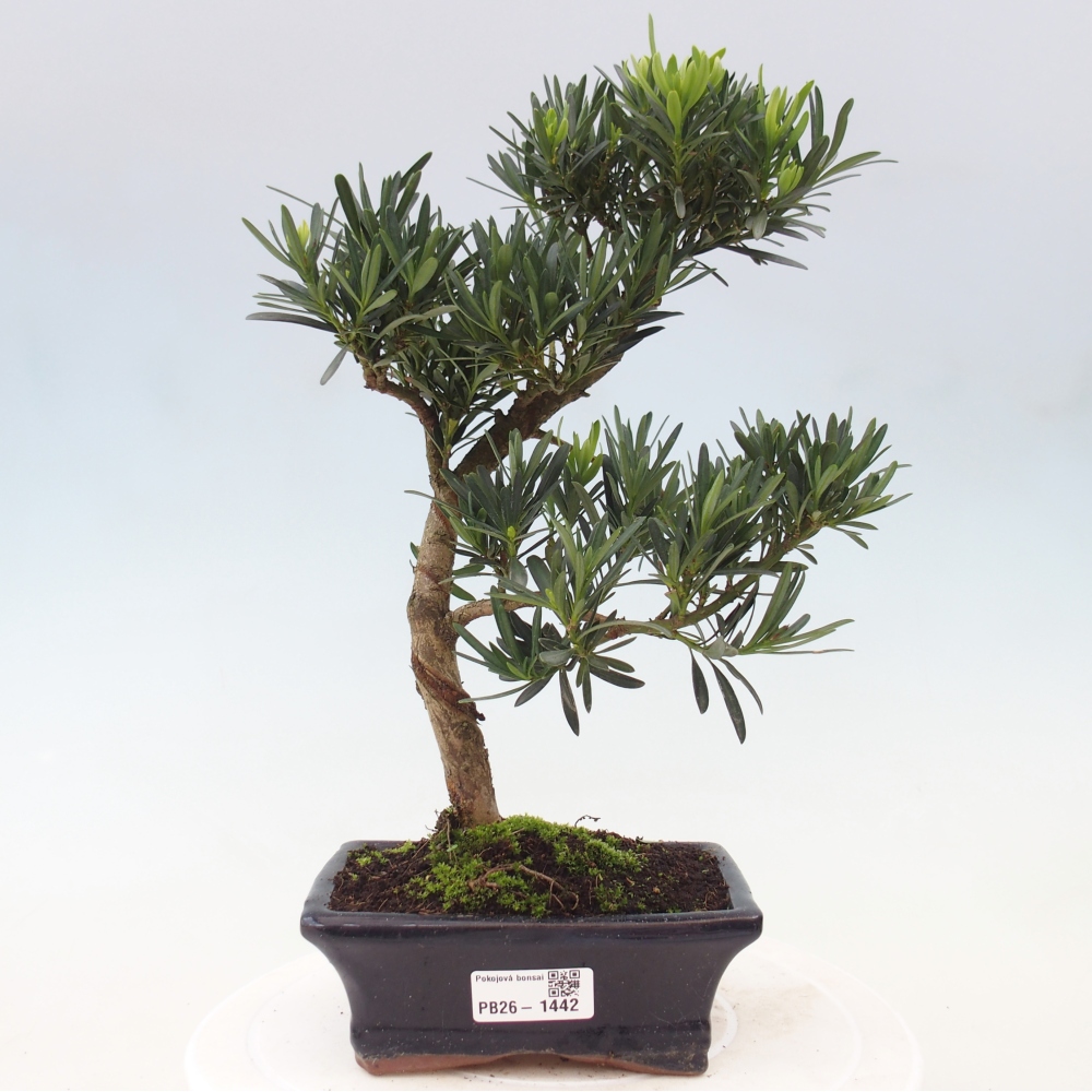 Salle bonsaï - Podocarpus - If en pierre