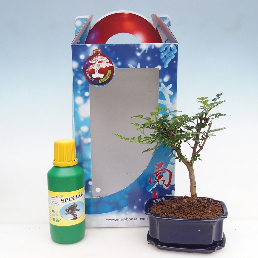 Bonsaï de chambre en boîte cadeau Zantoxylum piperitum - Poivrier