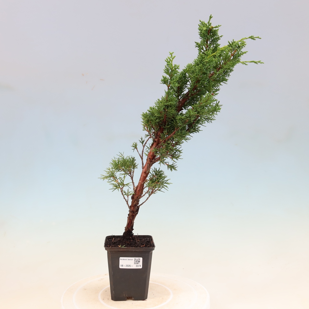 Bonsaï d'extérieur - Juniperus chinensis Kishu