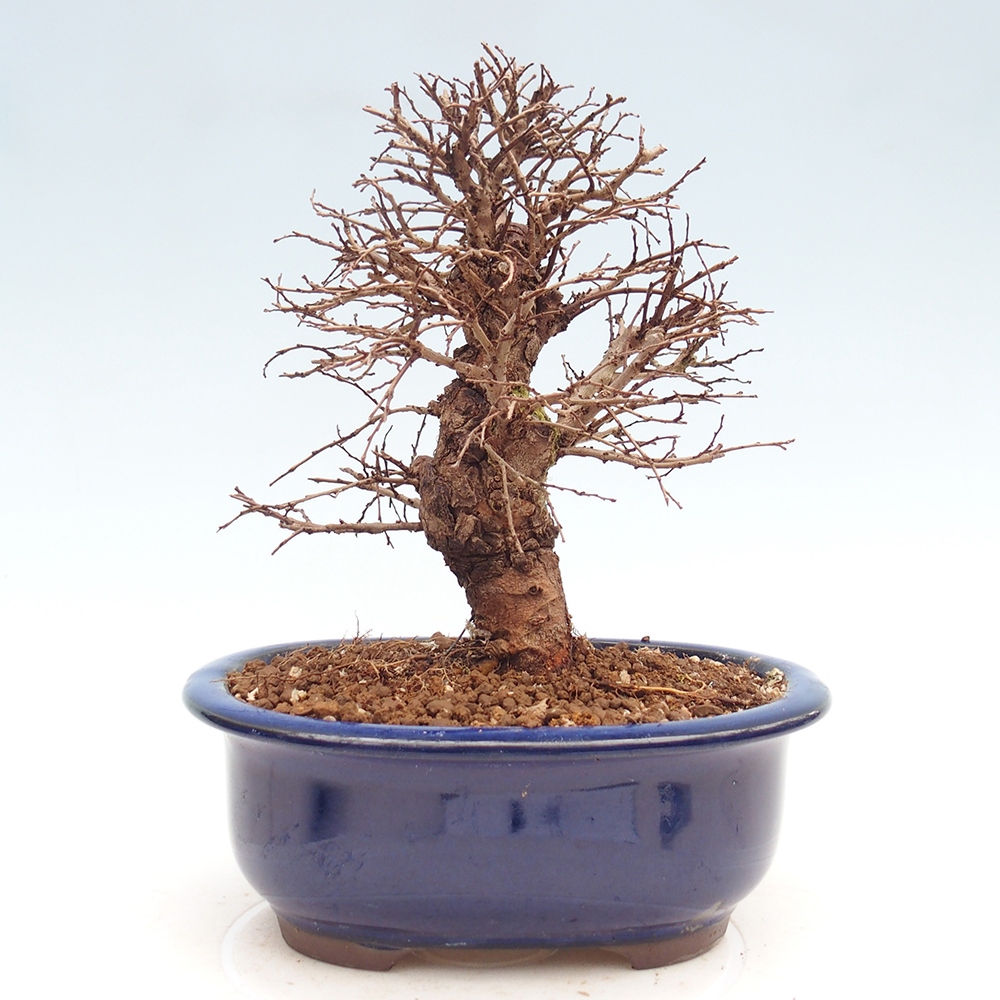 Bonsaï d'extérieur - Zelkova - Zelkova NIRE