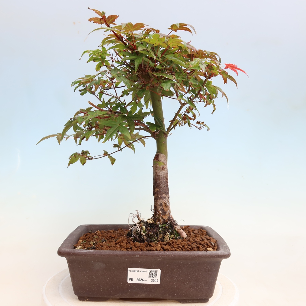 Bonsaï d'extérieur - Acer palmatum DESHOJO