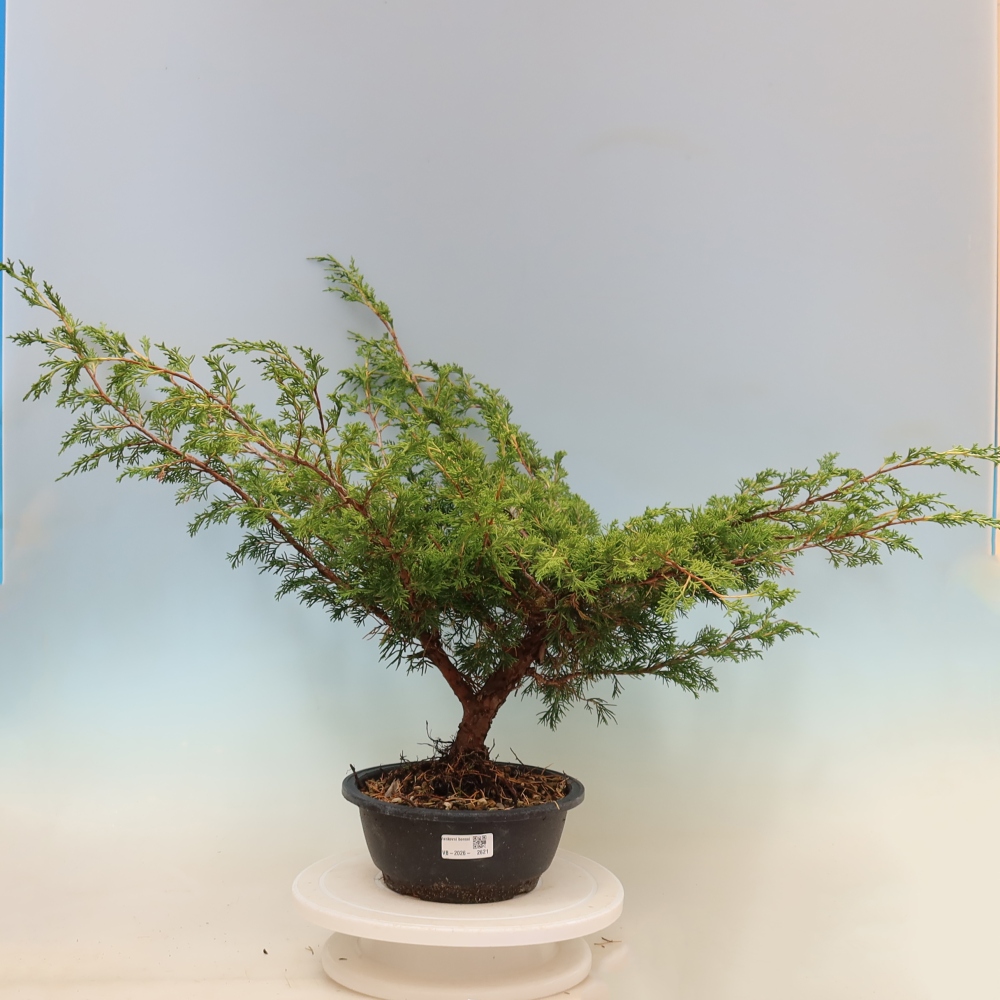Bonsaï d'extérieur - Juniperus chinensis Itoigawa