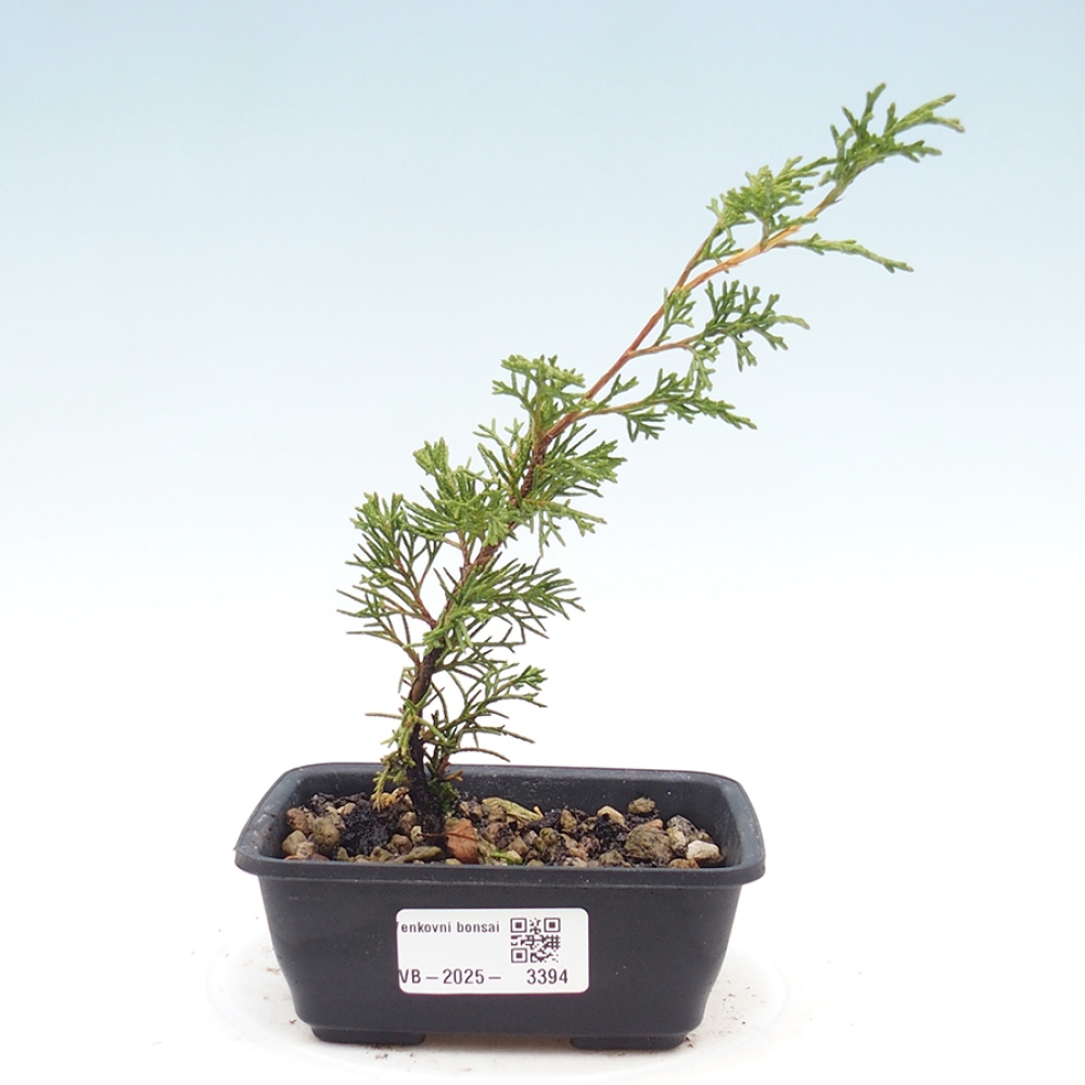 Bonsaï d'extérieur - Juniperus chinensis Itoigawa
