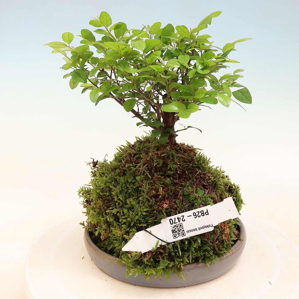 Kokedama avec soucoupe - Sagerécie thea - Sagerécie thea